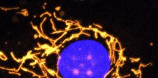 Biology: Researchers develop new gene therapy for eye disease