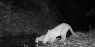 Biology: Stanford scientists develop DNA approach to forecast ecosystem changes