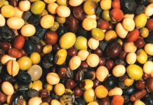 Biology: Tackling food allergies at the source