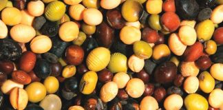 Biology: Tackling food allergies at the source