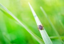 Biology: Wistar creates a new synthetic DNA vaccine against Powassan virus