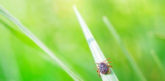 Biology: Wistar creates a new synthetic DNA vaccine against Powassan virus