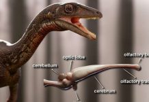 Buriolestes schultzi: Scientists reconstruct the first complete brain of one of the oldest dinosaurs Buriolestes schultzi: Scientists reconstruct the first complete brain of one of the oldest dinosaurs