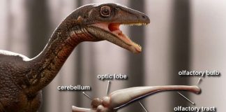 Buriolestes schultzi: Scientists reconstruct the first complete brain of one of the oldest dinosaurs Buriolestes schultzi: Scientists reconstruct the first complete brain of one of the oldest dinosaurs