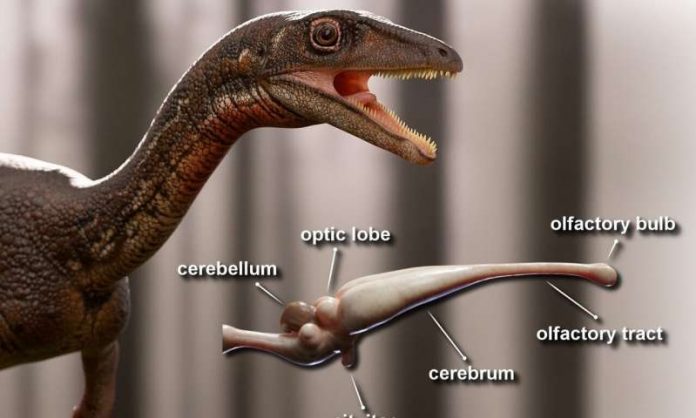 Buriolestes schultzi: Scientists reconstruct the first complete brain of one of the oldest dinosaurs