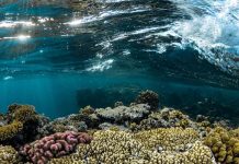 Climate Change: A sweeping climate model of the Red Sea