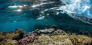 Climate Change: A sweeping climate model of the Red Sea