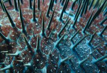 Climate Change: Crown-of-thorns eat themselves out of house and home