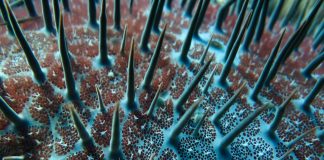 Climate Change: Crown-of-thorns eat themselves out of house and home