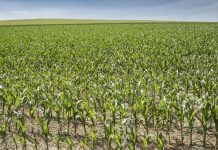 Climate Change: Green Deal: Good for a climate-neutral Europe – bad for the planet