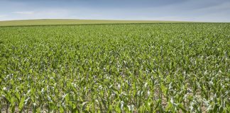 Climate Change: Green Deal: Good for a climate-neutral Europe – bad for the planet