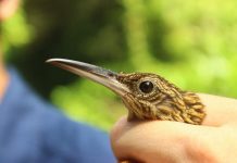 Climate Change: In a warming climate, can birds take the heat?