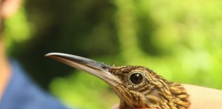 Climate Change: In a warming climate, can birds take the heat?