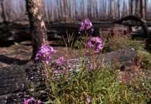 Climate Change: In fire-prone West, plants need their pollinators — and vice versa