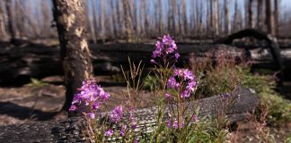 Climate Change: In fire-prone West, plants need their pollinators — and vice versa