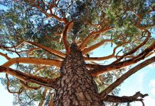 Climate Change: Irreversible hotter and drier climate over inner East Asia