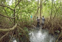 Climate Change: New study identifies ‘triple trouble’ for mangrove coasts