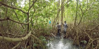Climate Change: New study identifies ‘triple trouble’ for mangrove coasts