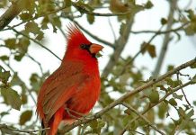 Climate Change: Noise and light alter bird nesting habits and success