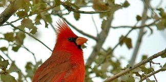 Climate Change: Noise and light alter bird nesting habits and success