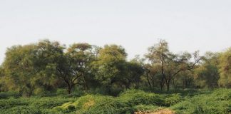 Climate Change: Restoration of degraded grasslands can benefit climate change mitigation and key ecosystem services
