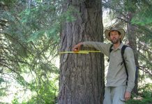 Climate Change: The biggest trees capture the most carbon: Large trees dominate carbon storage in forests