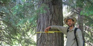 Climate Change: The biggest trees capture the most carbon: Large trees dominate carbon storage in forests
