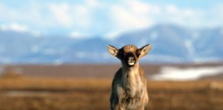 Climate Change: UM study essential to global arctic animal migration archive