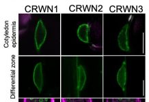 Study: Alternative gene control mechanism based on organization of DNA within nucleus (TDnews)