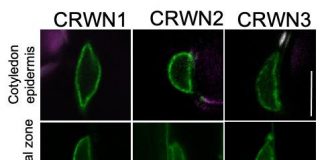 Study: Alternative gene control mechanism based on organization of DNA within nucleus (TDnews)