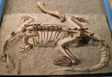 Study: Baby dinosaurs were ‘little adults’ (TDnews)