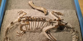 Study: Baby dinosaurs were ‘little adults’ (TDnews)