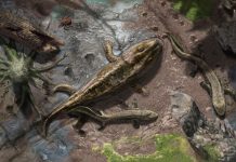 Study: From fins to limbs and water to land (TDnews)