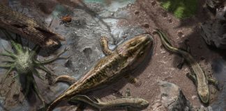 Study: From fins to limbs and water to land (TDnews)