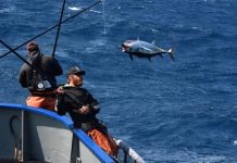 Study: How fishermen have adapted to change over the past 35+ years (TDnews)
