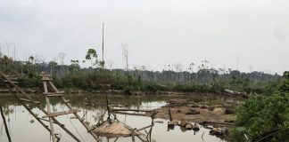 Study: Mine ponds amplify mercury risks in Peru’s Amazon (TDnews)