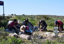 Study: New study reports discovery of 5-million-year-old honey badger-like animal (TDnews)