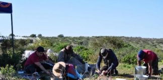 Study: New study reports discovery of 5-million-year-old honey badger-like animal (TDnews)