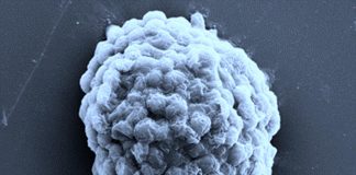 Study creates hydrogen-producing living droplets, paving way for alternative future energy source (TDnews)