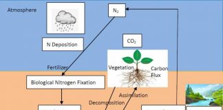 Study: Researchers improve a land surface model to better simulate the carbon-nitrogen flux (TDnews)