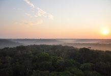 Study: Some Amazon rainforest regions more resistant to climate change than previously thought (TDnews)