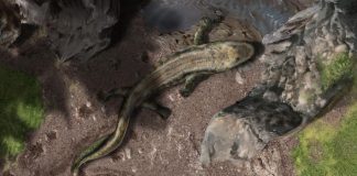 Study: Water-to-land transition in early tetrapods (TDnews)