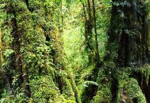 Study: What type of forest to choose for better CO2 storage? (TDnews)