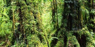 Study: What type of forest to choose for better CO2 storage? (TDnews)