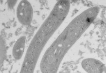 Study: When malaria parasites trick liver cells to let themselves in (TDnews)