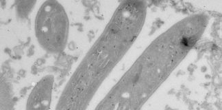 Study: When malaria parasites trick liver cells to let themselves in (TDnews)