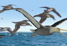 Scientists Discover Earliest Fossils Of Giant-Sized Bony-Toothed Bird In Old Collection Scientists Discover Earliest Fossils Of Giant-Sized Bony-Toothed Bird In Old Collection