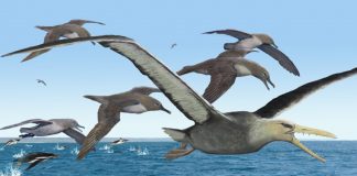 Scientists Discover Earliest Fossils Of Giant-Sized Bony-Toothed Bird In Old Collection Scientists Discover Earliest Fossils Of Giant-Sized Bony-Toothed Bird In Old Collection