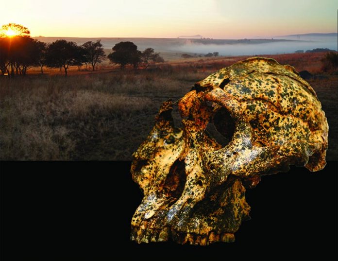 Skull of Paranthropus robustus Suggests Climate Change Drove Rapid Changes (Study)