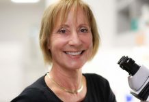 Space: Fruit flies reveal new insights into space travel’s effect on the heart